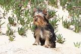 YORKSHIRE TERRIER 031